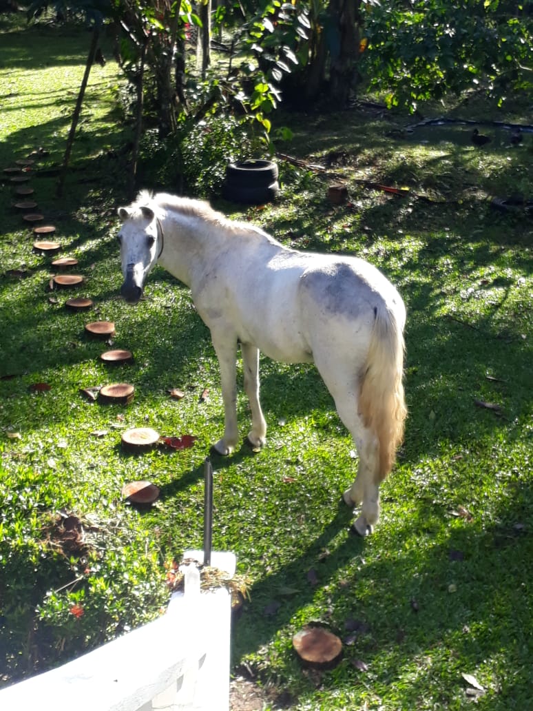 UFRA - Universidade Federal Rural da Amazônia - Cavalos vítimas de maus  tratos ganham segunda chance com a adoção